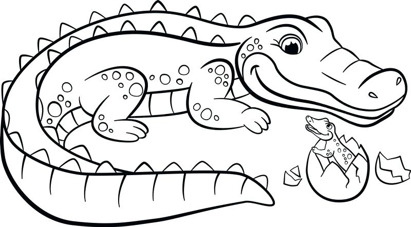 800x442 Alligator Color Page Remarkable Alligator Coloring Pages On Line