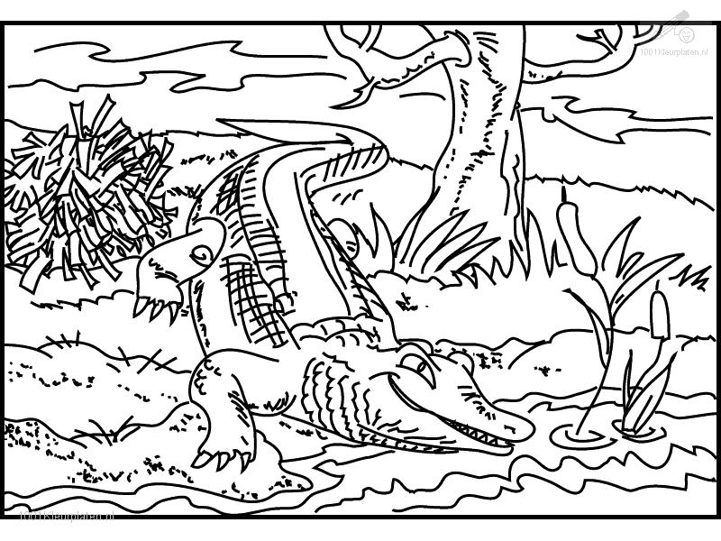 800x600 Crocodile Coloring Pages Printable