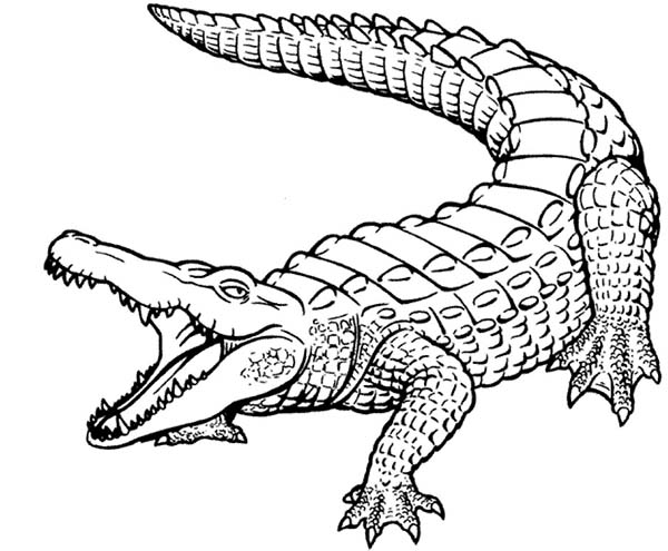 600x495 Angry Crocodile Coloring Page