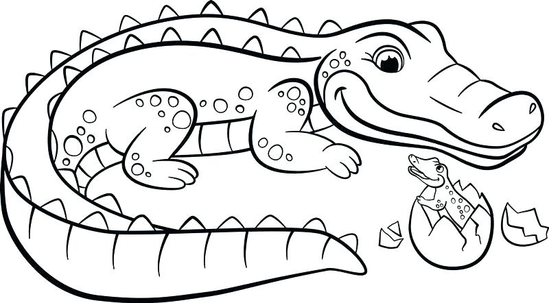 800x442 Crocodile Coloring Pages Crocodile Coloring Pages 4 Innovative