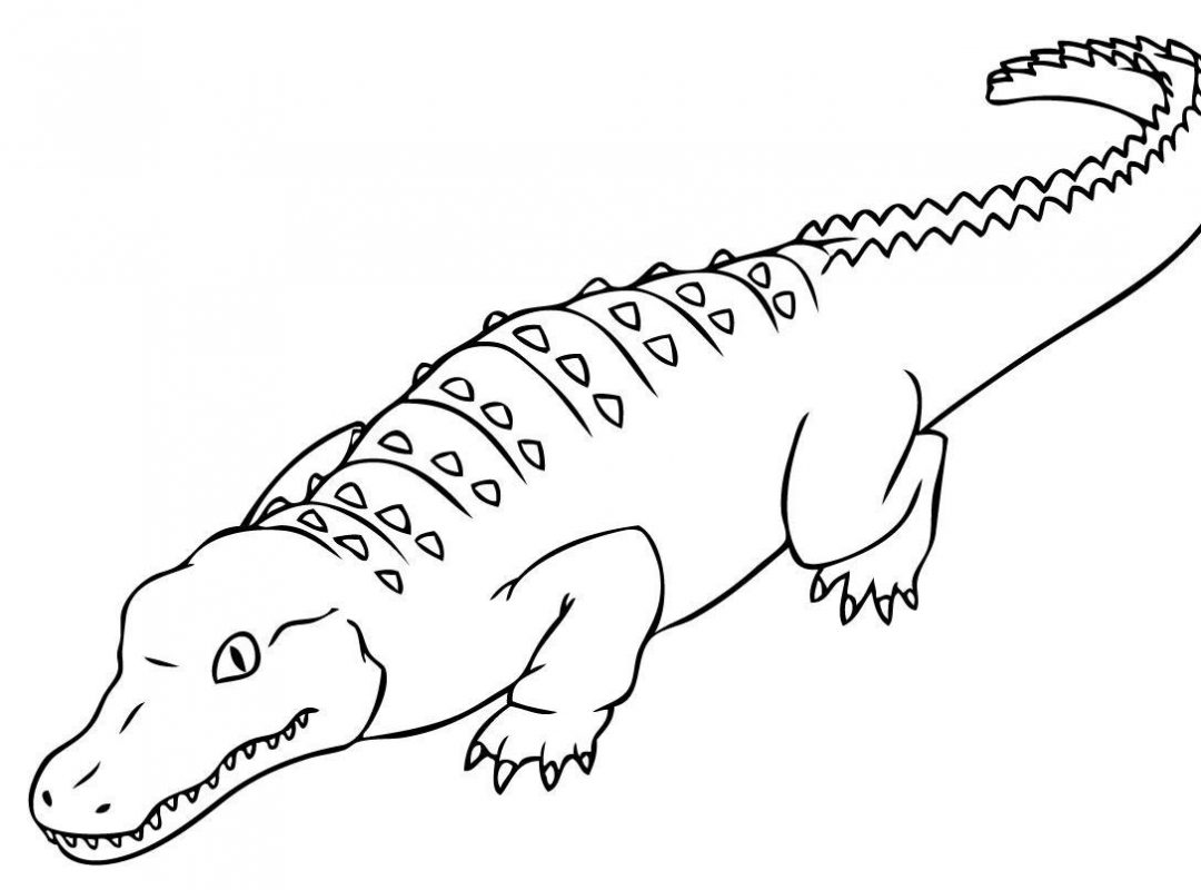 1080x800 Paw Print With Crocodile Coloring Pages Royalty Free Croc General