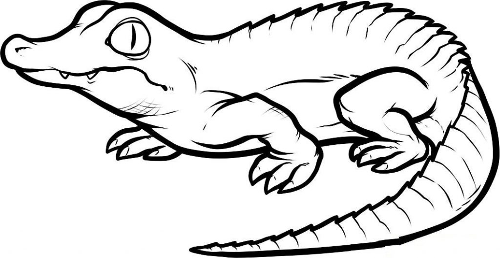 1024x529 Remarkable Decoration Crocodile Coloring Pages Free Printable