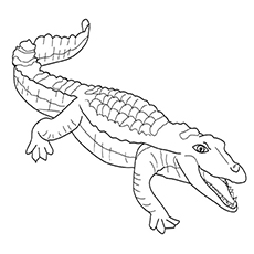 230x230 Top 10 Free Printable Crocodile Coloring Pages Online