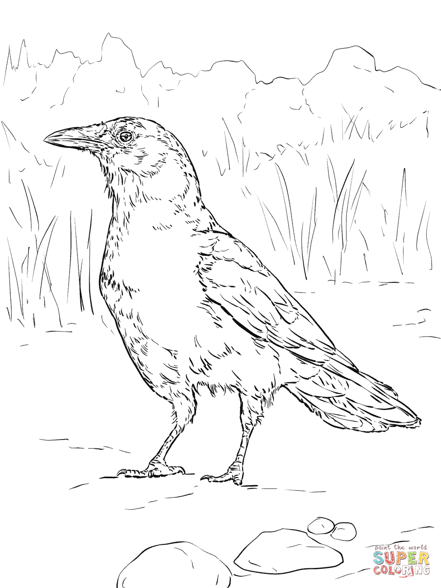 900x1200 American Crow Coloring Page Realistic Birds