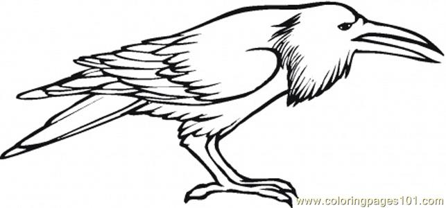 643x300 Crow Coloring Page