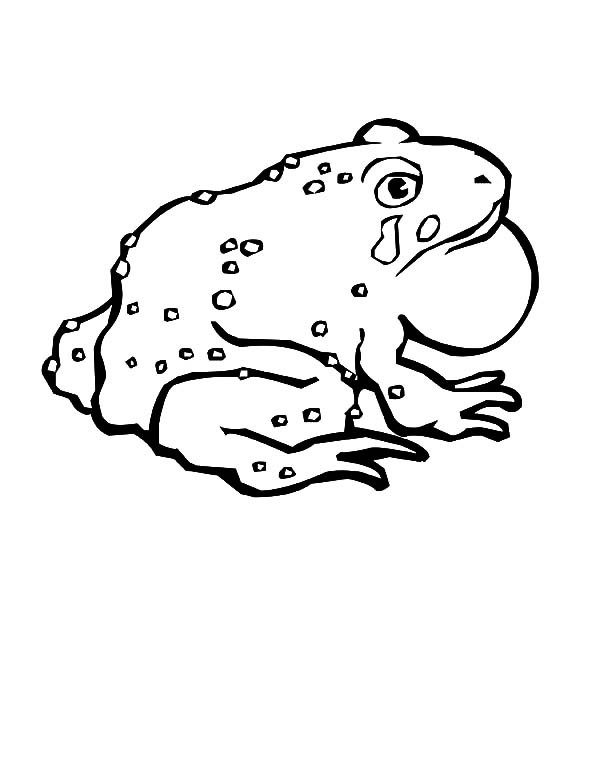 600x776 Crying Sad Bullfrog Coloring Pages Best Place To Color