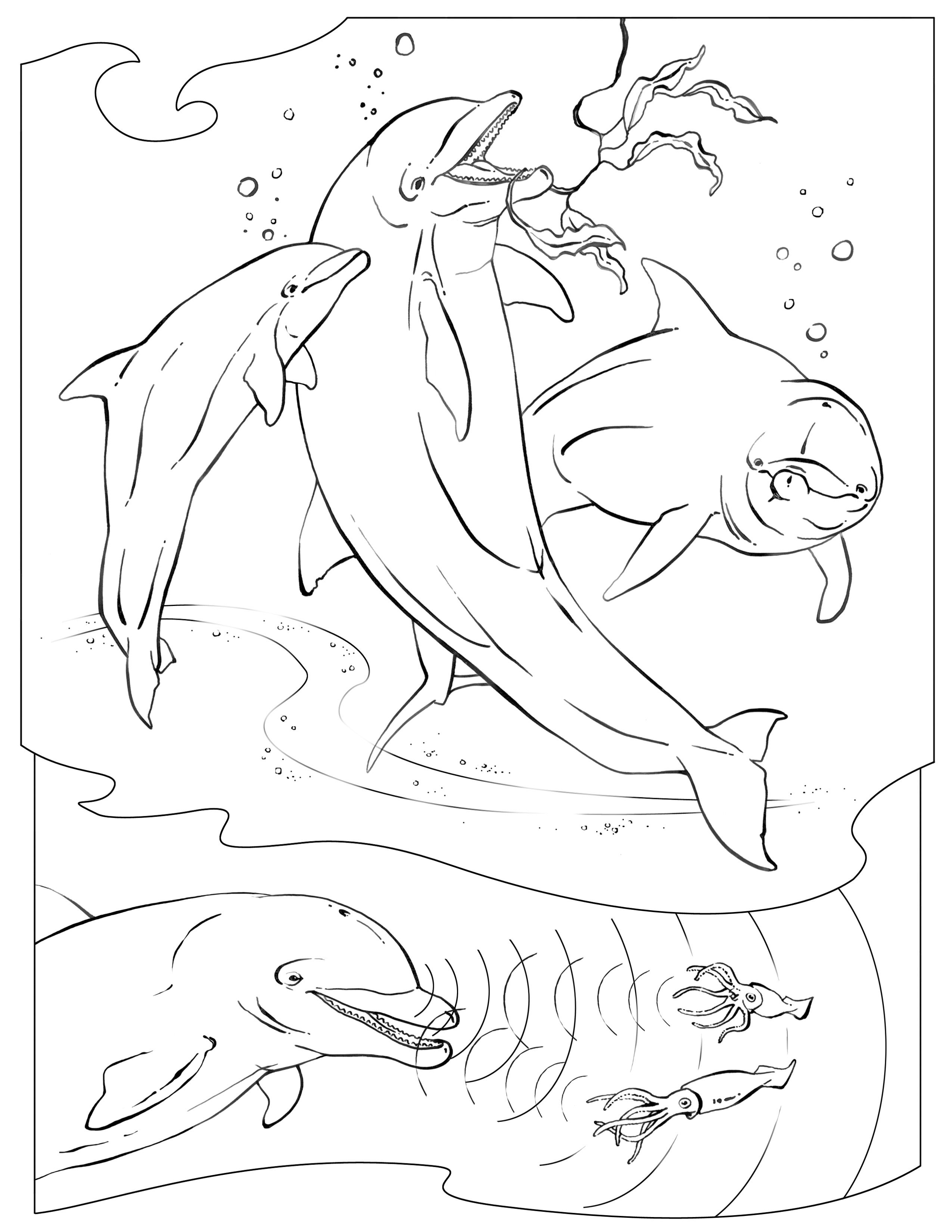 Coloring Pages Coral Reef Washington Centerville Public Library 2550x3300 Coloring Pages Coral Reef Washington Centerville Public Library