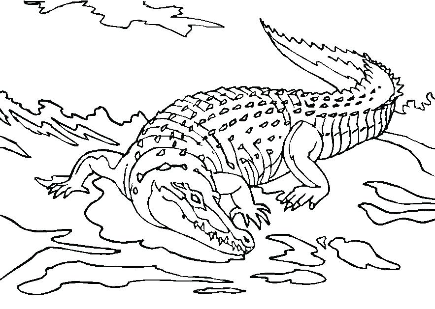 883x629 Crocodile Coloring Pages Coloring Page Alligator Coloring