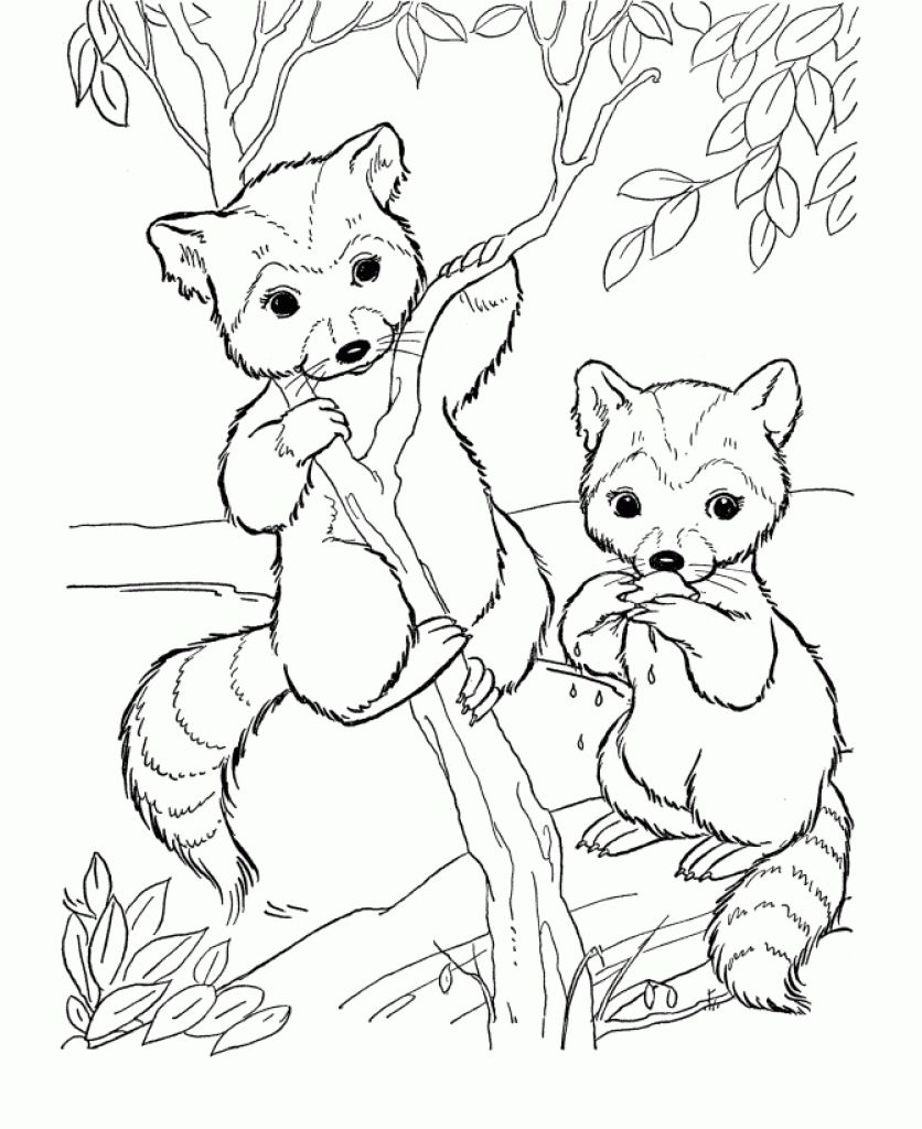 Free Cute Raccoon Cartoon Animal Coloring Pages Printable Animal 836x1024 Free Cute Raccoon Cartoon Animal Coloring Pages Printable Animal