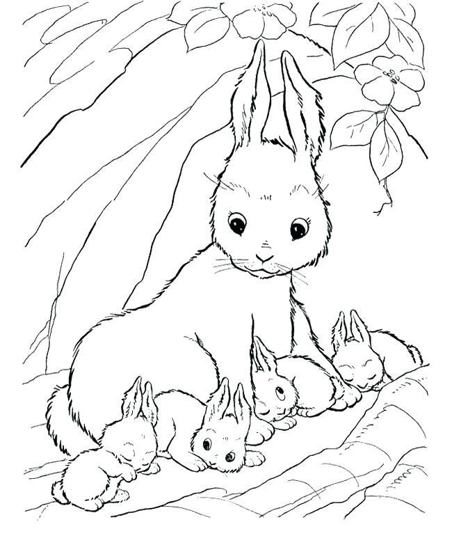 Coloring Pages Rabbit Rabbits Coloring Pages Cute Baby Bunny 650x796 Coloring Pages Rabbit Rabbits Coloring Pages Cute Baby Bunny