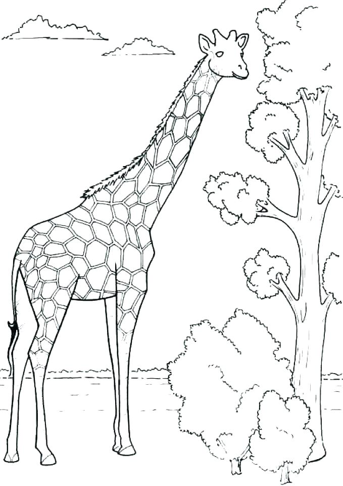 679x960 Giraffe Coloring Pages Printable Giraffe Coloring Pages Giraffe