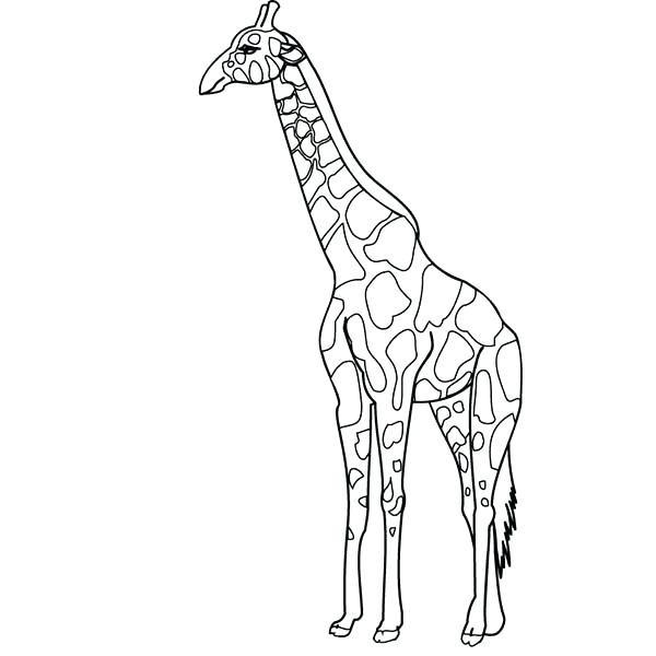 600x600 Giraffe Coloring Pictures Baby Giraffe Coloring Pages Coloring