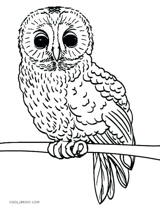 511x670 With Owl Coloring Pages Print Free Printable Cute Owl Coloring