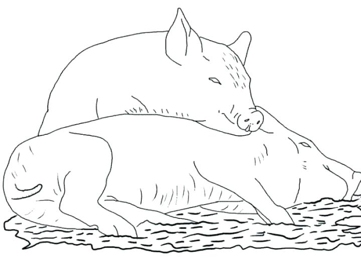Baby Pig Coloring Pages Coloring Page Of A Pig Pigs Coloring Pages 720x517 Baby Pig Coloring Pages Coloring Page Of A Pig Pigs Coloring Pages