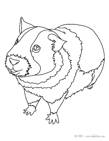 Baby Pig Coloring Pages Pig Cute Baby Guinea Pig Coloring Pages 364x470 Baby Pig Coloring Pages Pig Cute Baby Guinea Pig Coloring Pages