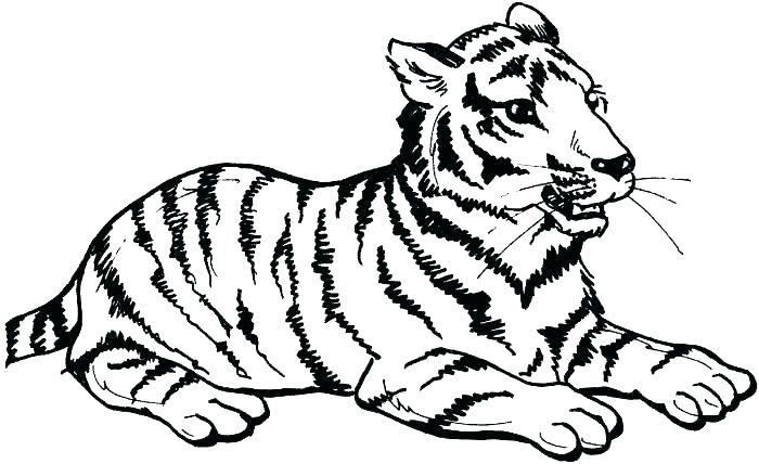 700x428 Baby Tiger Coloring Pages Cute Baby Animal Coloring Pages