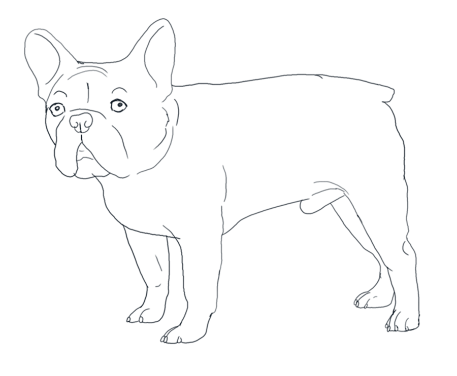 French Bulldog Coloring Pages. 100 Best Lola Images 900x742 French Bulldog Coloring Pages. 100 Best Lola Images