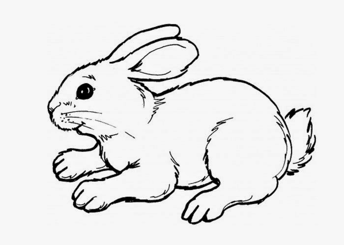 Bunny Winter Animal Coloring Page Coloring 700x500 Bunny Winter Animal Coloring Page Coloring