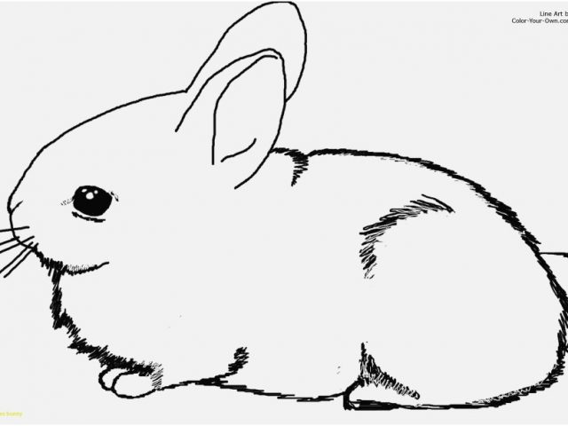 640x480 Bunny Pictures To Print Capture Cute Bunny Coloring Pages To Print
