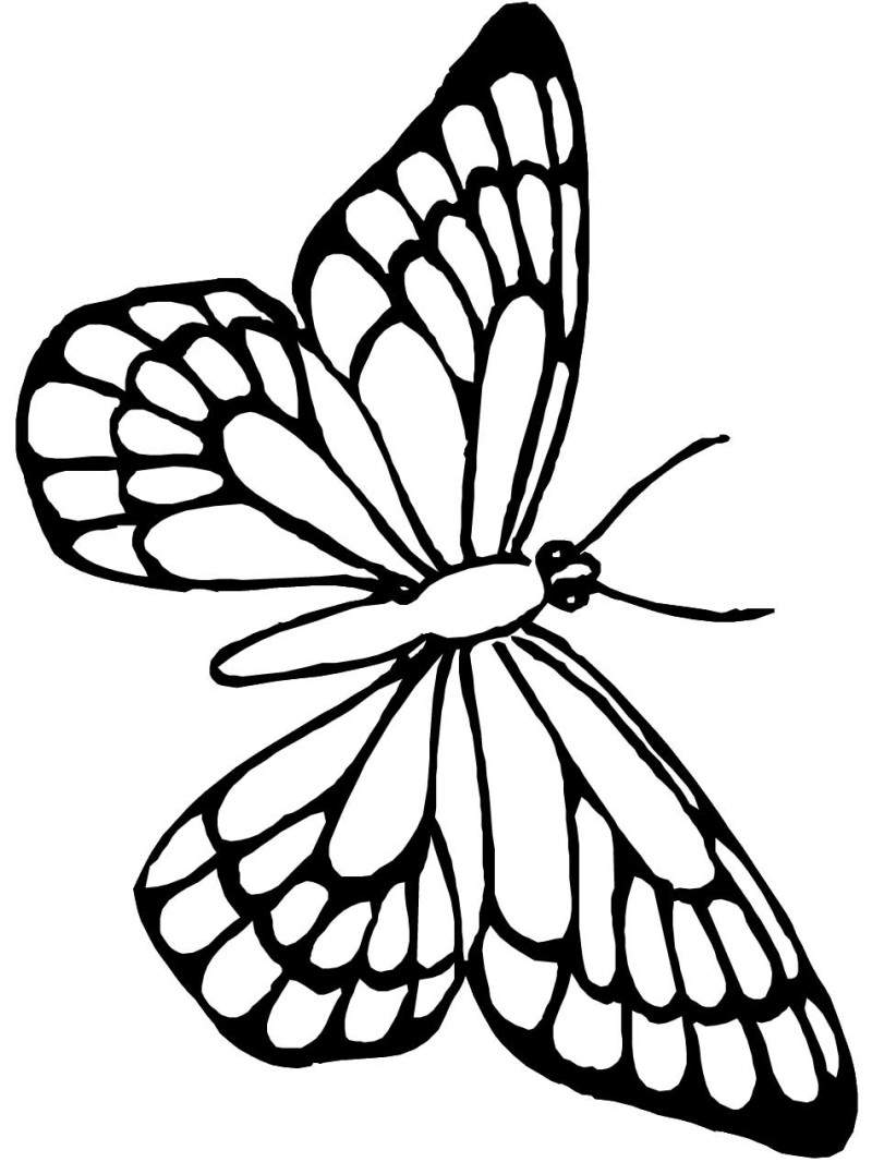 800x1066 Butterfly Coloring Pages