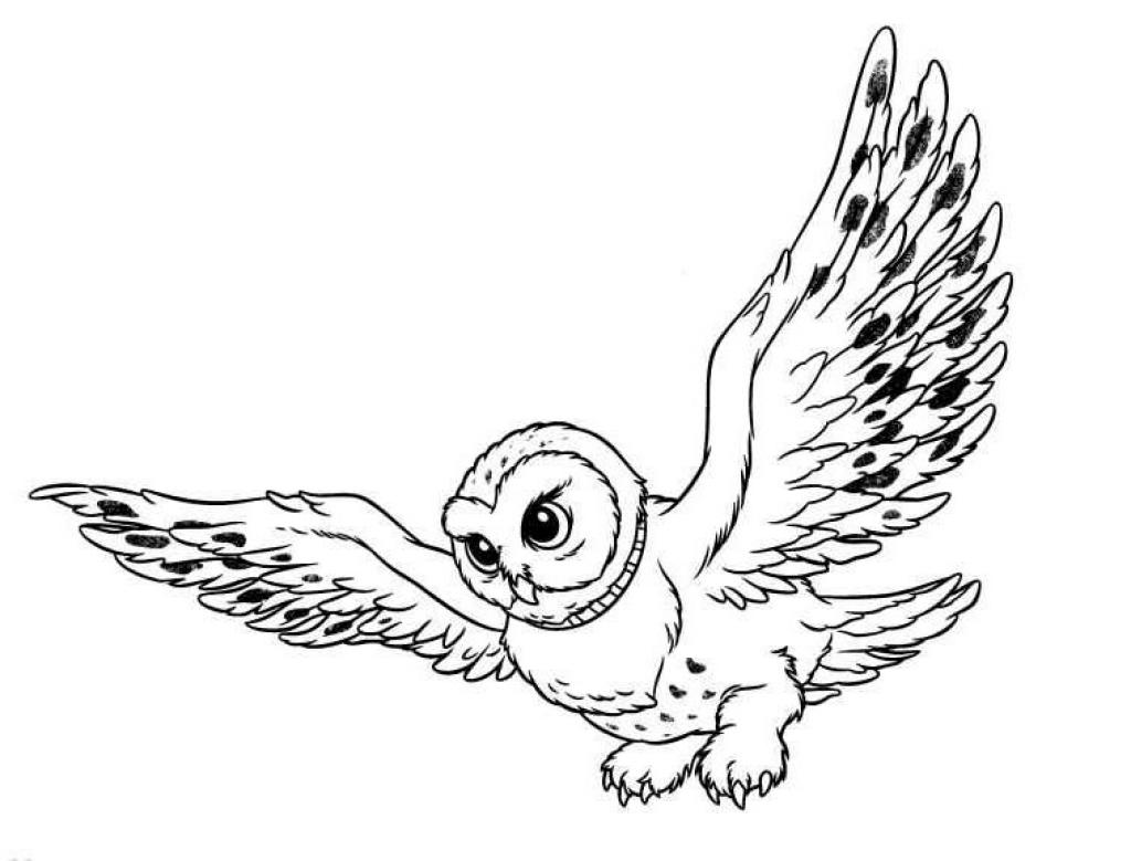 Free Printable Owl Coloring Pages For Kids 1024x779 Free Printable Owl Coloring Pages For Kids
