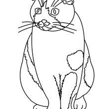 Cute Cat Coloring Pages 220x220 Cute Cat Coloring Pages