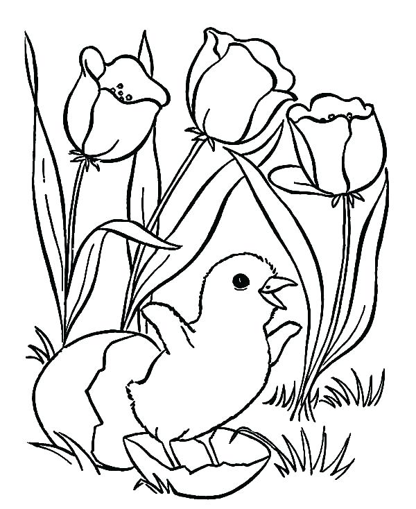 600x734 Chick Coloring Page Chick Coloring Page Chick Hatching And Tulips