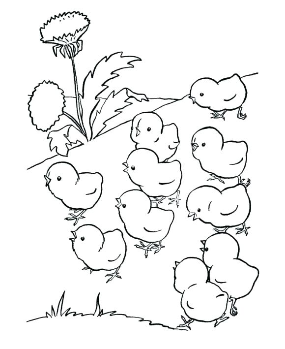 580x709 Chick Coloring Pages Chick Coloring Page Baby Chick Coloring Page