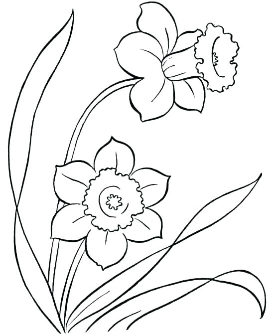 550x672 Free Printable Flower Coloring Pages