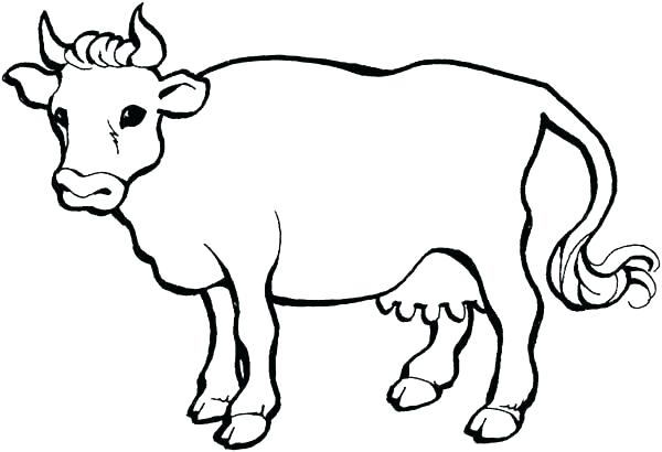 Cow Printable Coloring Pages 600x410 Cow Printable Coloring Pages