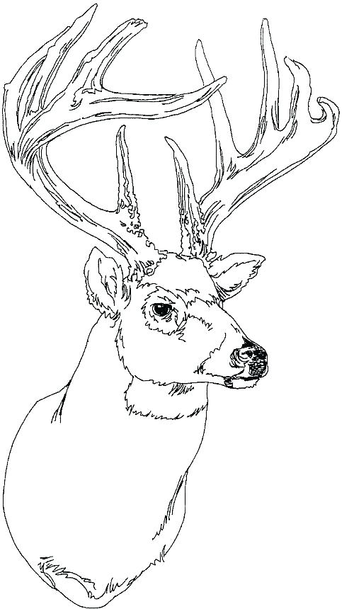 Baby Deer Coloring Pages Cute Baby R Coloring Pages Whitetail 500x860 Baby Deer Coloring Pages Cute Baby R Coloring Pages Whitetail