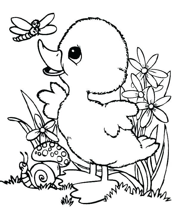 591x709 Cute Duck Coloring Pages Baby Duck Coloring Pages Baby Duck