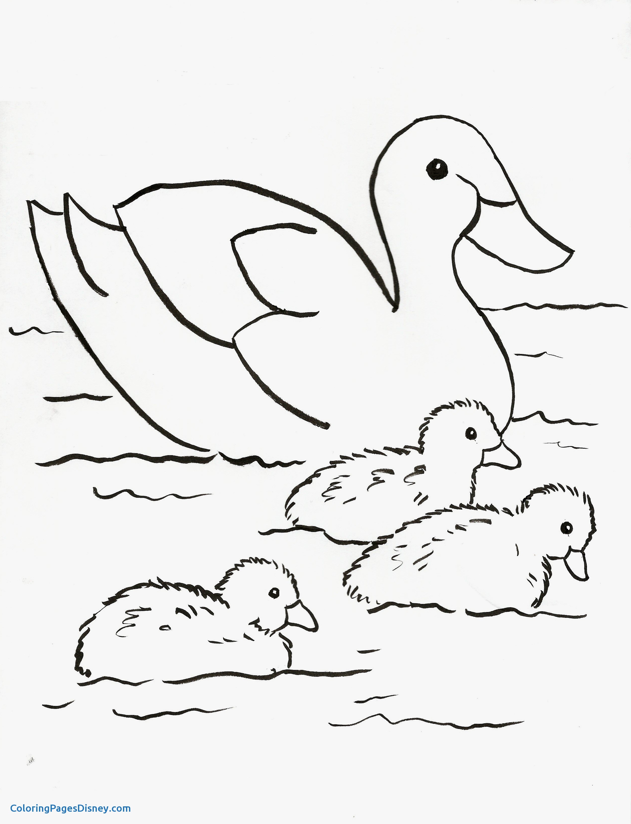2509x3273 Daisy Duck Coloring Pages Luxury New Pond Coloring Pages Stock