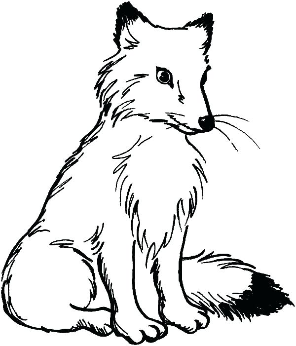 Coloring Pages Of Foxes Fox Coloring Pages Coloring Pages Fox 600x701 Coloring Pages Of Foxes Fox Coloring Pages Coloring Pages Fox