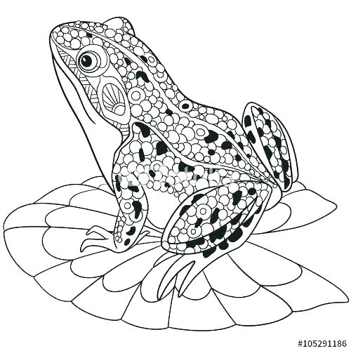 500x500 Cute Frog Colouring Pages Printable Coloring Coloring Pages Free