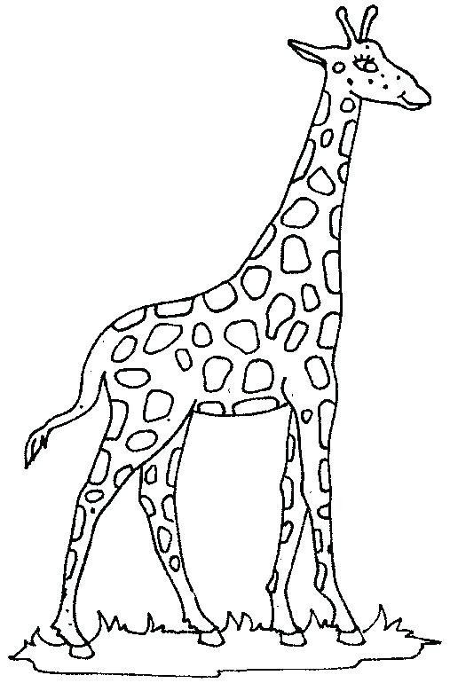 507x779 Giraffe Coloring Pages Coloring Page Giraffe Giraffe Cute Giraffe