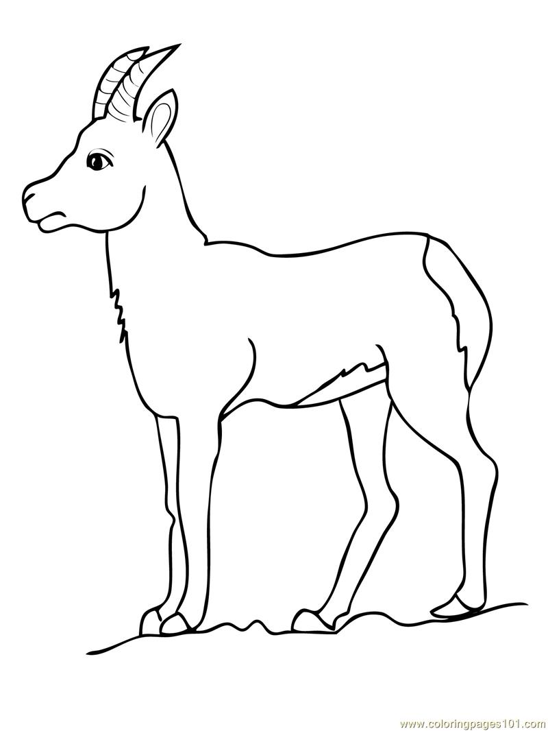 800x1066 Cute Goat Coloring Sheets For Kids Pages And 5