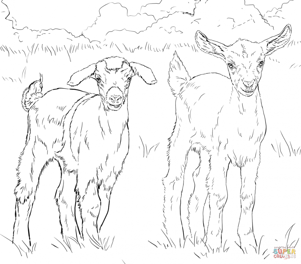 960x842 Goat Coloring Pages Nubian Pygmy Boer Kindergarten Goats Free