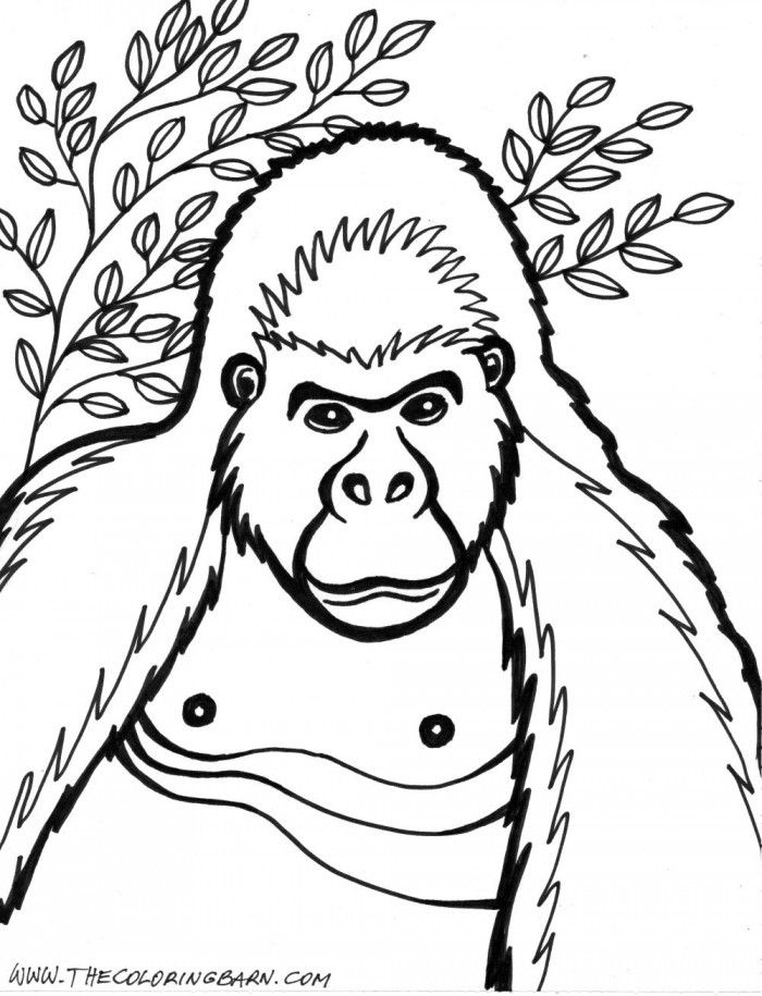 700x915 Gorilla Coloring Pages Fresh Gorilla Coloring Pages To Print Az