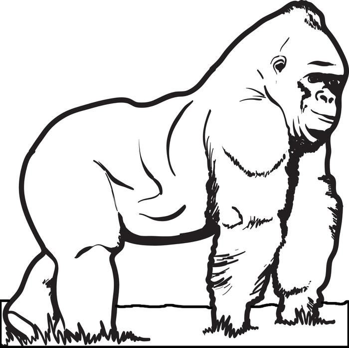 700x697 Gorilla Coloring Pages Lovely Cute Gorilla Coloring Pages Coloring