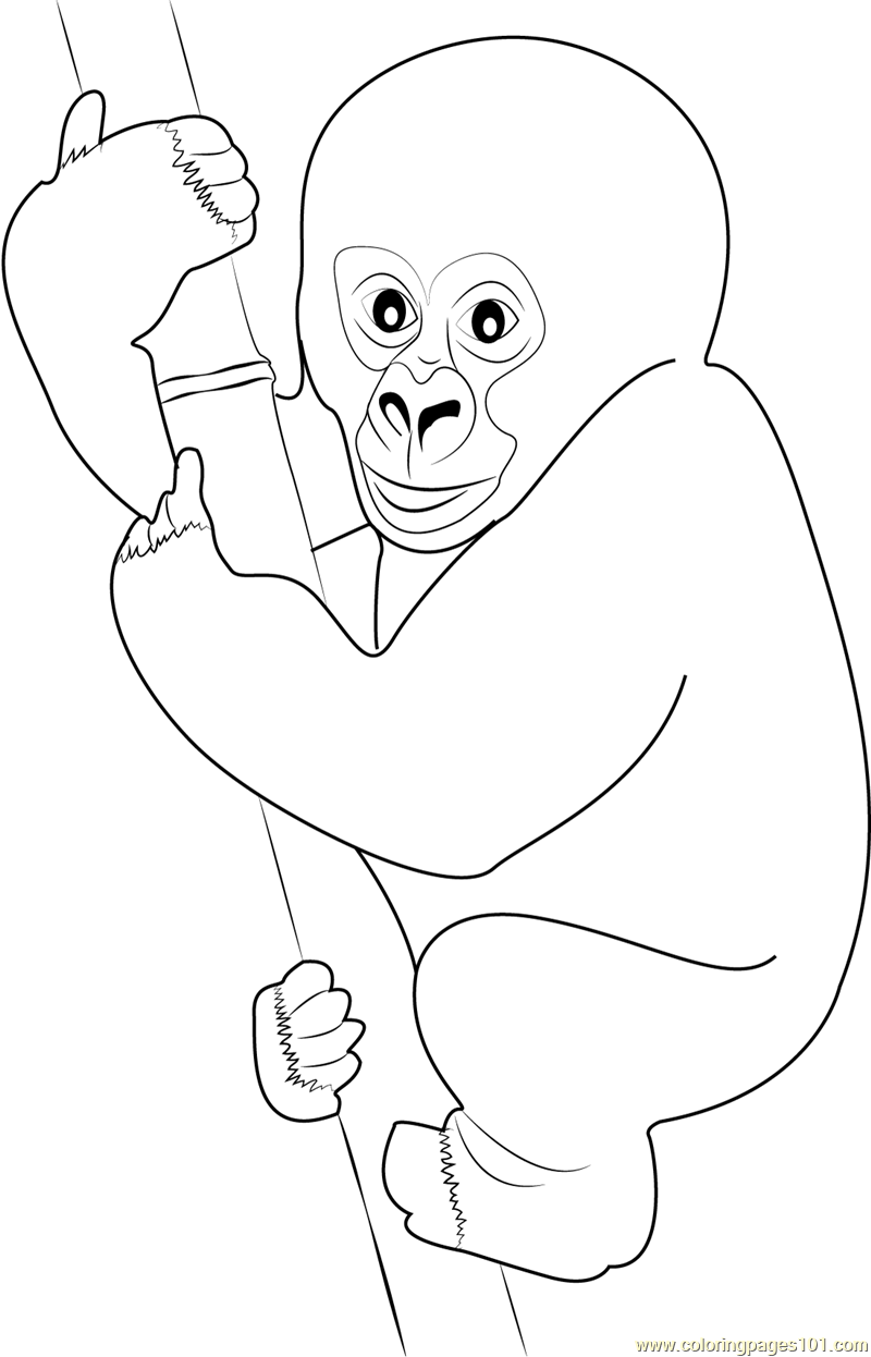 800x1246 Cute Gorilla Baby Coloring Page