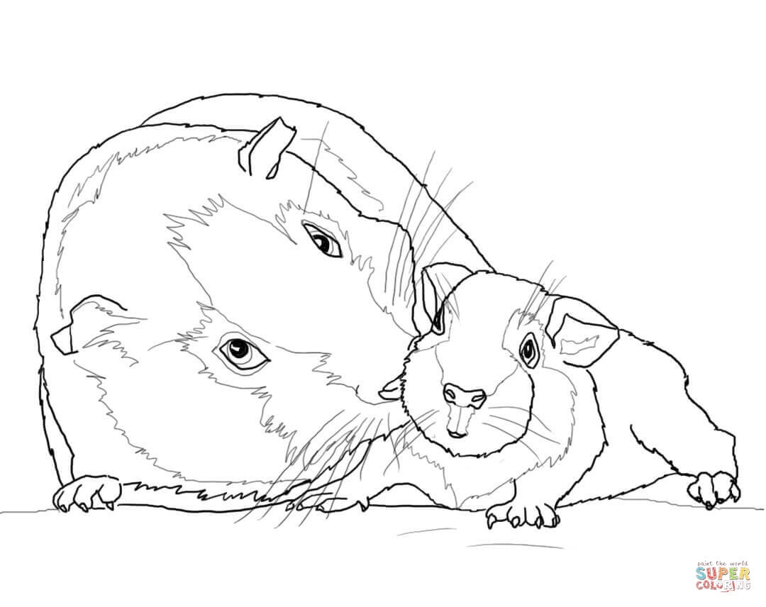 Guinea Pig Coloring Pages Lovely Cute Guinea Pig Coloring Line 1080x856 Guinea Pig Coloring Pages Lovely Cute Guinea Pig Coloring Line