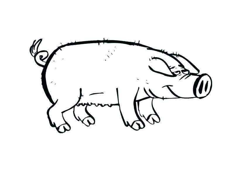 Pig Coloring Pages Pig Coloring Cute Pig Coloring Pages Free Pig 827x586 Pig Coloring Pages Pig Coloring Cute Pig Coloring Pages Free Pig