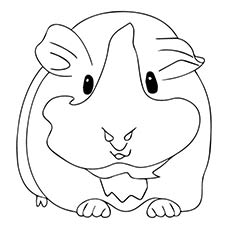 Top 25 Free Printable Guinea Pig Coloring Pages Online Stickurz 230x230 Top 25 Free Printable Guinea Pig Coloring Pages Online Stickurz