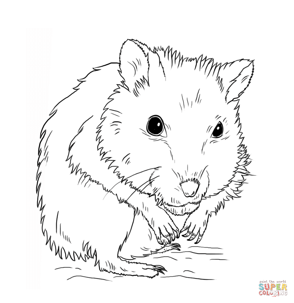 989x1020 Fabulous Dwarf Hamster Coloring Page From Hamster Coloring Pages