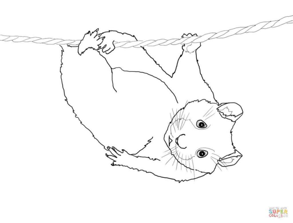 1024x778 Hamster Coloring Page Hamsters Pages Free Cute Hanging On A Rope