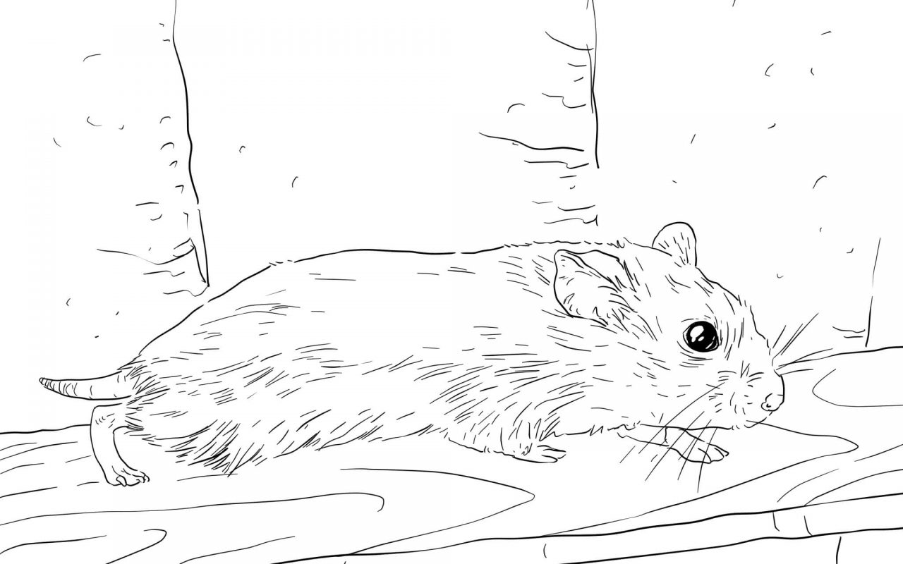 1280x800 Hamster Coloring Pagers For Kids Realistic Pages Cute Baby