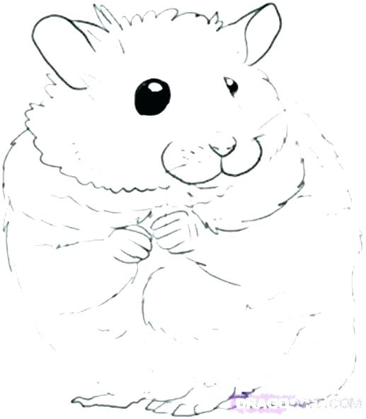 517x593 Hamster Coloring Pages Printable Hamster Coloring Pages Awesome