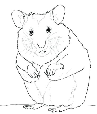 410x480 Hamster Coloring Pages
