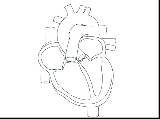 618x463 Cute Heart Coloring Pages Coloring Page Of A Heart Human Heart